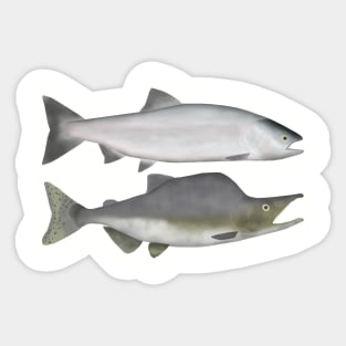 Pink Salmon - Ocean and Spawn Phases Sticker